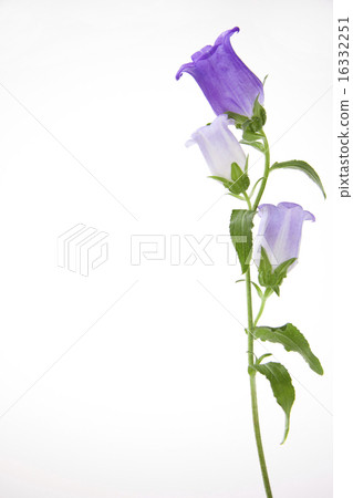 風鈴 風鈴 16332251