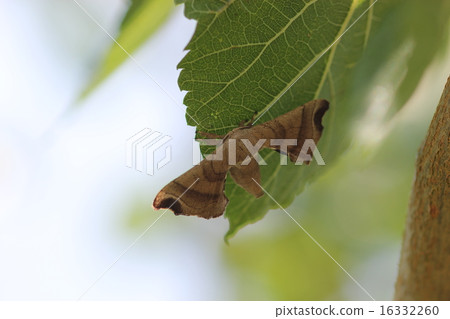 Kuwako桑樹葉02 Kuwako桑樹葉02 16332260