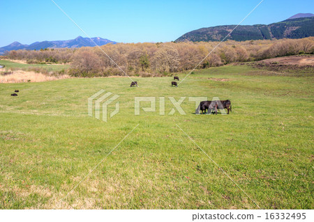 牛放牧 16332495