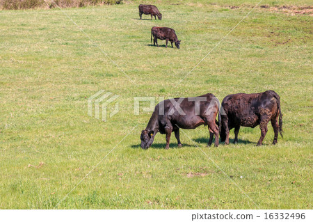 牛放牧 16332496
