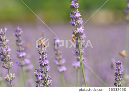 Lavender flowers Lavender flowers 16332668