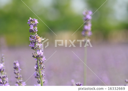 Lavender flowers Lavender flowers 16332669