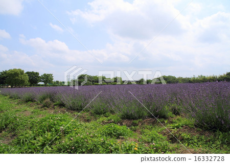 Lavender field Lavender field 16332728