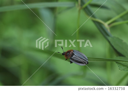 Living thing Insects Bekko Hiyata Sidemushi, a sweater to eat carcass of animals. Bright red back is beautiful ② Living thing Insects Bekko Hiyata Sidemushi, a sweater to eat carcass of animals. Bright red back is beautiful ② 16332738