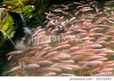 Lots of red tilapia fresh water fish in pond 16332843