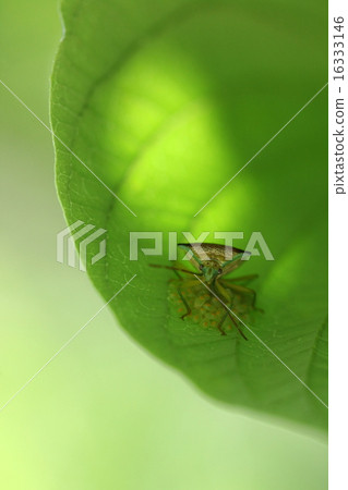 生物昆蟲Esaki猴子金槍魚是一種成長的昆蟲。孩子身體底部是黃綠色 生物昆蟲Esaki猴子金槍魚是一種成長的昆蟲。孩子身體底部是黃綠色 16333146
