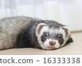 ferret 16333338