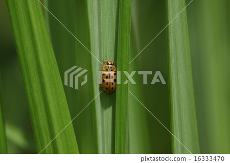 Creatures Insects Juke Hoshidate, Ladybugs are unusually long and slender body ① Creatures Insects Juke Hoshidate, Ladybugs are unusually long and slender body ① 16333470