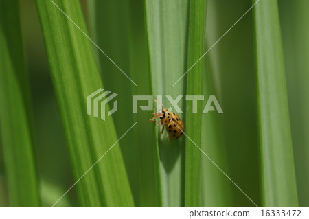 動物似乎以與Yoshi,Insect Juuku Tentou,①相關的特定蚜蟲為食 動物似乎以與Yoshi,Insect Juuku Tentou,①相關的特定蚜蟲為食 16333472