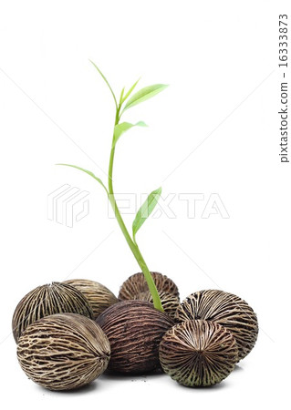 New life suicide tree seed New life suicide tree seed 16333873