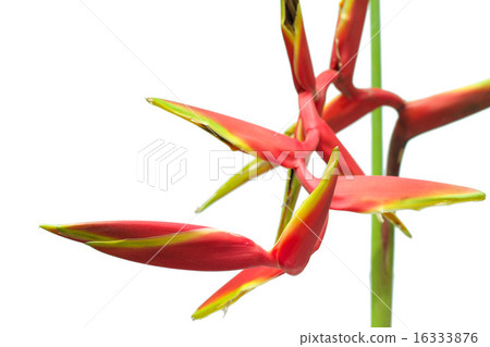 Birds of Paradise flower 16333876
