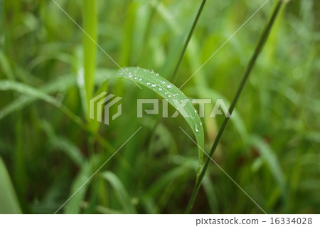 Fresh green grass with water drops Fresh green grass with water drops 16334028