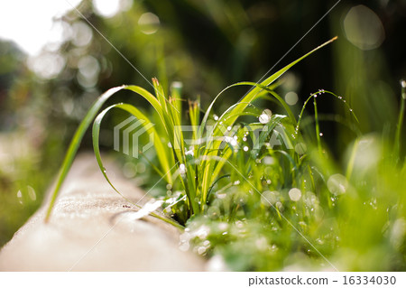 Fresh green grass with water drops 16334030
