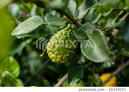 Bergamot on Tree (Kaffir Lime) Bergamot on Tree (Kaffir Lime) 16334031