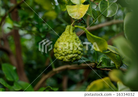 Bergamot on Tree (Kaffir Lime) 16334032