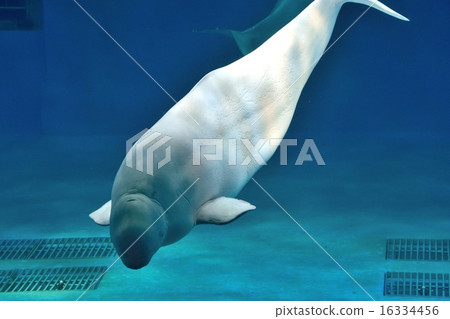 Silk dolphin 16334456