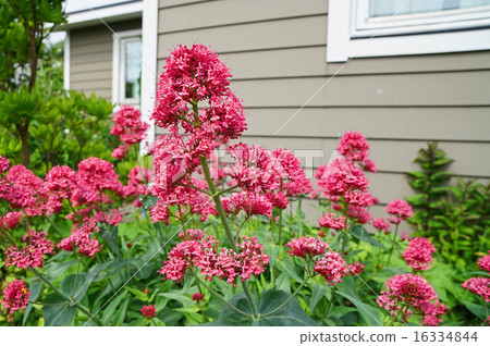Vivid red pentas 16334844