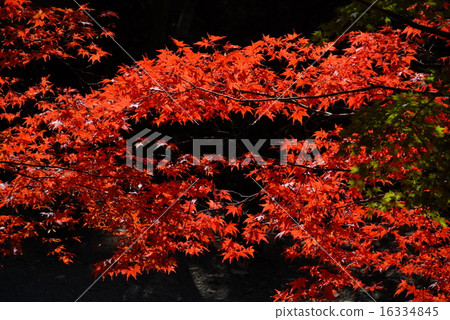 Autumn leaves 16334845