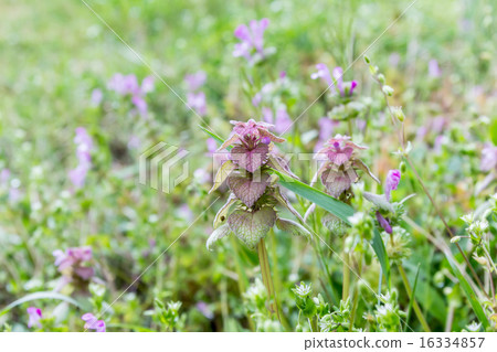 Material of Princess Odonso (Himeodoricoso) 16334857