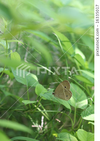 Himejonome 01 16335017