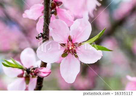 Material of peach corolla 16335117