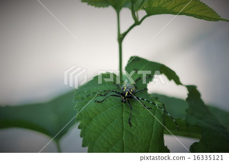Kamoshida Kamikiri to eat mulberry leaves 01 Kamoshida Kamikiri to eat mulberry leaves 01 16335121