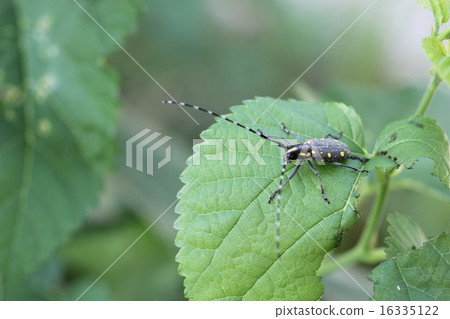 Kiboshi Kamikiri to eat mulberry leaves 02 Kiboshi Kamikiri to eat mulberry leaves 02 16335122