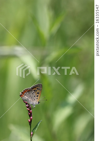 Inutaden和Benishidemi 02花 Inutaden和Benishidemi 02花 16335547