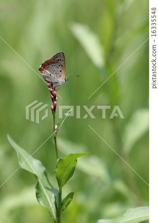 Inutaden和Benishidemi 03花 16335548