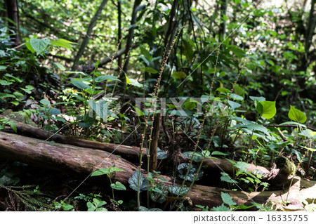 詩人的結果材料（Chalmersul） 16335755