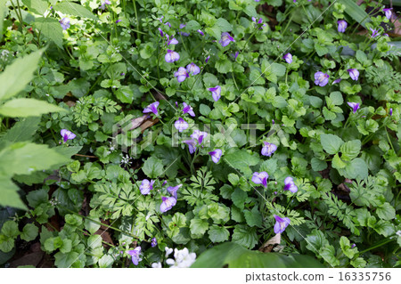 Materials of the group of the purple spinula (Murasakishigeke) 16335756