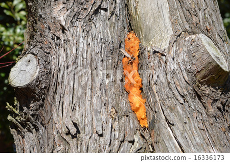 鯖魚 鯖魚 16336173