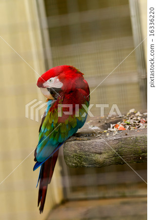 Little parrots in nature park 16336220