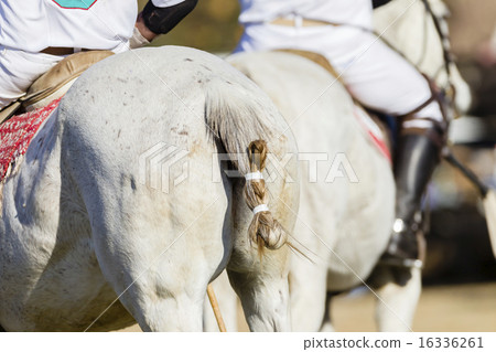 Polo Horses Riders Abstract Polo Horses Riders Abstract 16336261