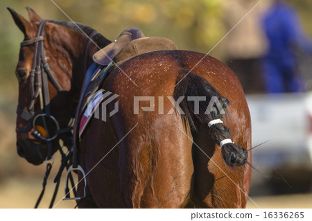 Polo Horse Pony 16336265