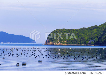 Farmed Ukada Ukaumi Farmed Ukada Ukaumi 16336269