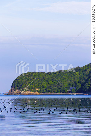 Farmed Ukada Ukaumi 16336270