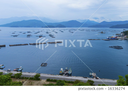 Farmed Ukada Ukaumi Farmed Ukada Ukaumi 16336274