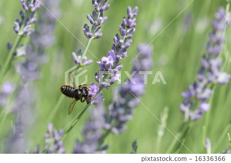 生物昆蟲Munakata喙，雌性。別名“SOMIZO ME Hakiri Bachi”很難保持靜止 16336366