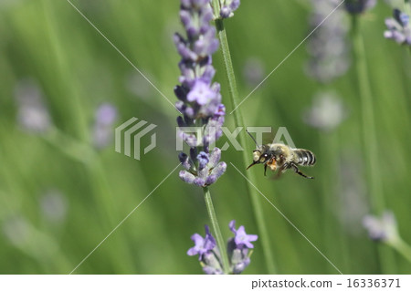 Creatures insects Munakata beak, "miso squirrel" is a male. It is completely different from female figure 16336371