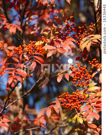 Autumn leaves of Nanakamado Autumn leaves of Nanakamado 16336448