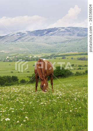 Beautiful brown horse in the mountains Beautiful brown horse in the mountains 16336604