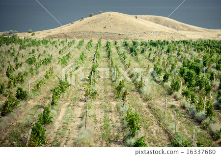 vineyards in Crimea 16337680