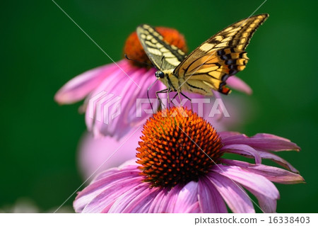 抽蝴蝶和紫色 抽蝴蝶和紫色 16338403