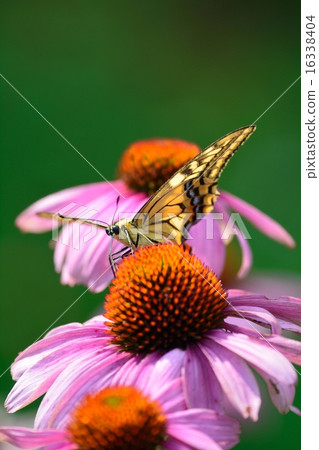 抽蝴蝶和紫色 抽蝴蝶和紫色 16338404