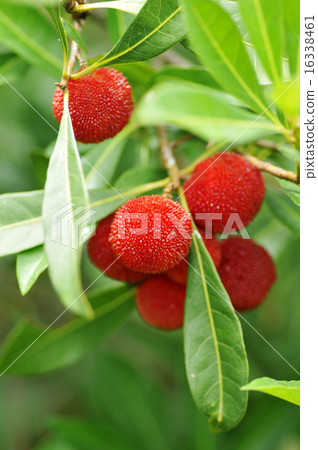 竹林的果實 竹林的果實 16338461