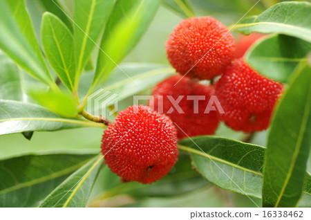 Fruit of a bamboo grove 16338462