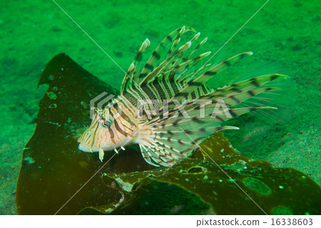 fish魚 fish魚 16338603