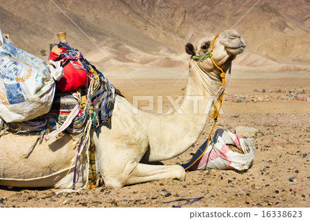tired camel tired camel 16338623