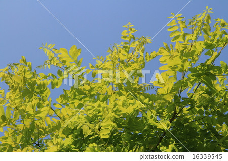Golden Acacia 16339545